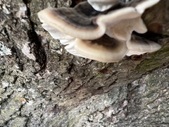 Trametes versicolor