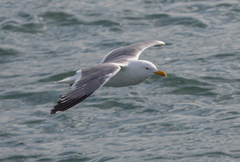 Larus fuscus
