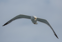 Larus fuscus