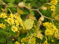 Eurema mandarina