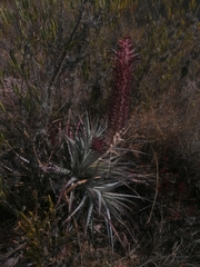 Puya meziana