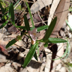 Cyanothamnus polygalifolius