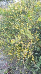 Acacia cupularis