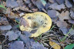 Lactarius scrobiculatus