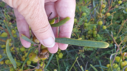 Image of Acacia cupularis by (c) Rosalie Lawrence, some rights reserved (CC BY)