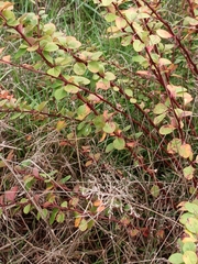 Berberis thunbergii