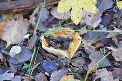 Lactarius scrobiculatus