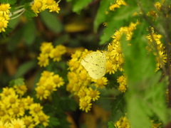 Eurema mandarina