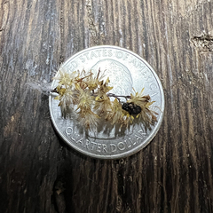 Ophiocordyceps dipterigena