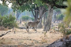 Equus quagga crawshayi