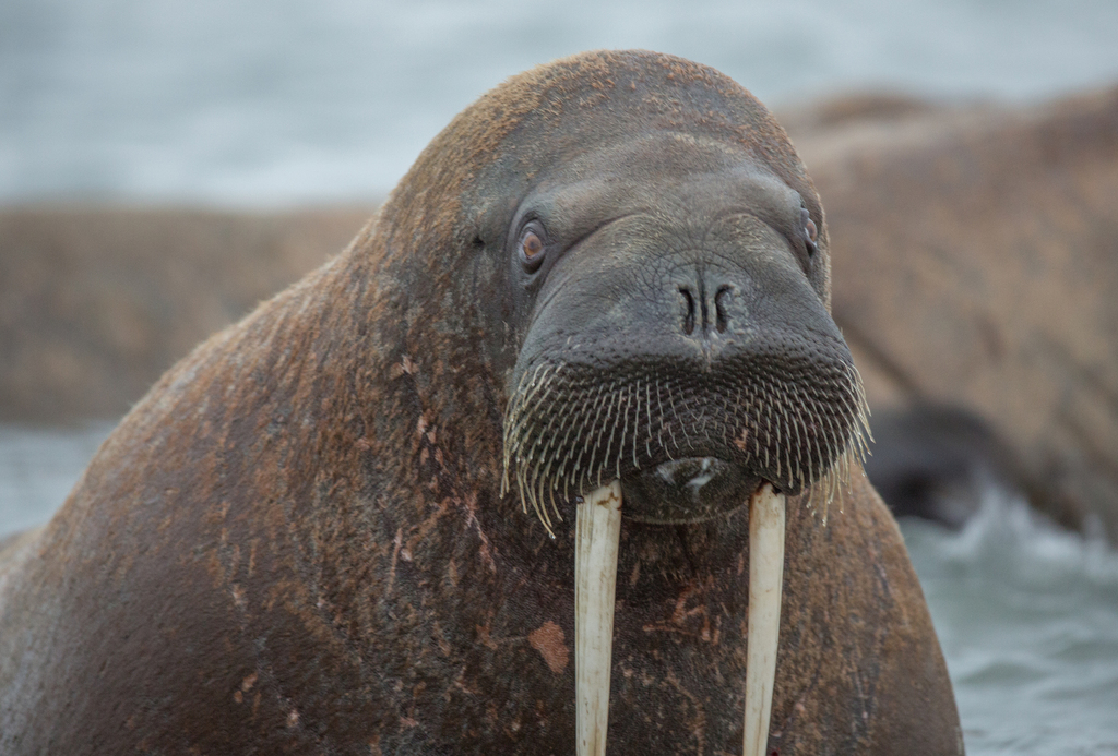 Walrus (Odobenus rosmarus) · iNaturalist