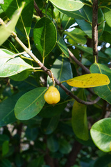 Acronychia imperforata