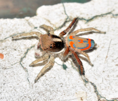Maratus pavonis