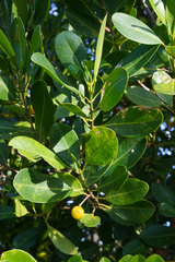 Acronychia imperforata