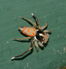Maratus pavonis
