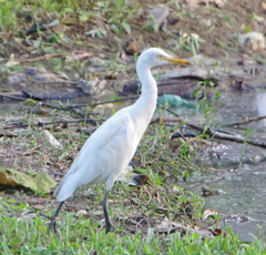Bubulcus ibis coromandus