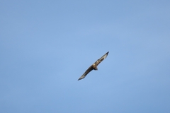 Buteo buteo