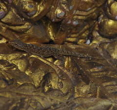 Hemidactylus brookii