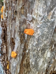 Dacrymyces