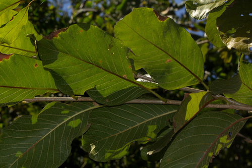 Turraea nilotica image