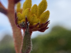Anigozanthos humilis