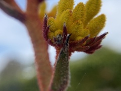 Anigozanthos humilis