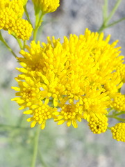 Hymenothrix wislizeni