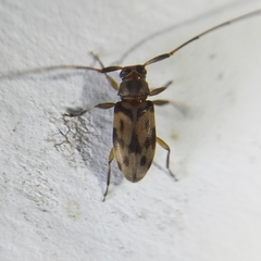 Cerambycinae
