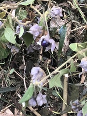Solanaceae