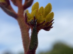 Anigozanthos humilis