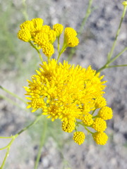 Hymenothrix wislizeni