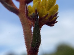 Anigozanthos humilis