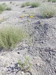 Hymenothrix wislizeni