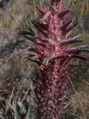 Puya meziana
