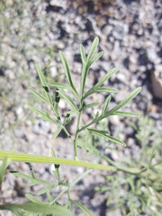 Hymenothrix wislizeni