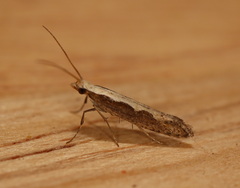 Plutella xylostella-australiana