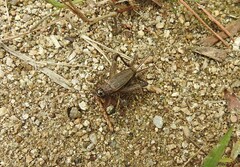 Loxoblemmus equestris