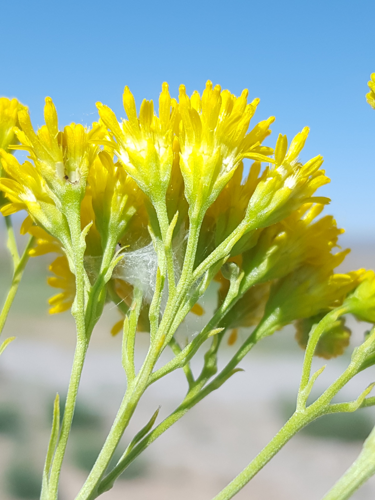 Hymenothrix wislizeni