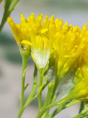 Hymenothrix wislizeni