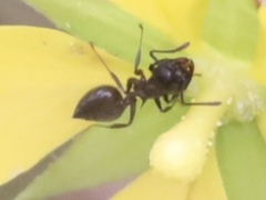 Crematogaster