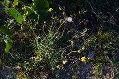 Senecio madagascariensis