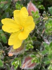 Hibbertia humifusa