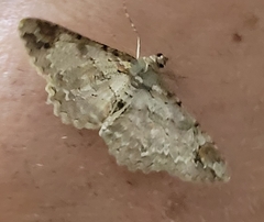 Epimecis