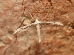 Platyptilia celidotus