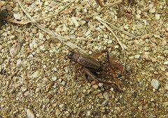 Loxoblemmus equestris