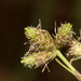 Fuirena pubescens - Photo 由 Umberto Ferrando 所上傳的 (c) Umberto Ferrando，保留部份權利CC BY-NC