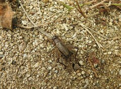 Loxoblemmus equestris