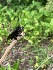 Xylocopa latipes