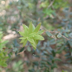 Acrotriche divaricata