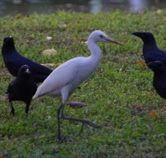 Bubulcus ibis coromandus